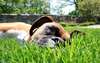 Boxer descansando no gramado.