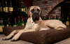 Foto musculoso mastiff cão