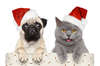 Cane di Natale e gatto grigio.