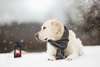 Goldener Apportierhund im Schneefoto.