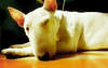 Foto dormir perro de raza bull terrier