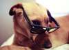 Foto divertente di un cane con gli occhiali da parati