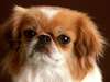 Pekingese dog photo