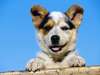 Ver fotos en línea con un perro de la diversión