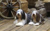 Shaggy dog ​​bobtail high-resolution photo