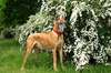 Wonderful photo königlichen Hundezuchthundeliebhaber
