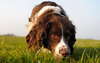 Spaniel İngiliz Springer Fotoğraf iyi avcı