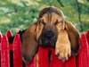 Bloodhound courageux et robuste