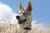 Kurt-köpek Sarlosa akıllı ve aktif cins
