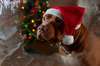 Inteligente e elegante American Pit Bull representa uma foto do Natal