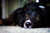 Bir soğuk ıslak burun ve yumuşak güvenen gözleri ile güzel bir köpek resmi.