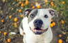 American Staffordshire Terrier smiling.