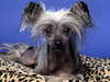 Chinese Crested Dog foto inclinada