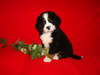 Puppy Bernese Mountain Dog em uma sessão de fotos de Natal.