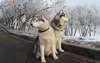 Husky sibérien pour une promenade.
