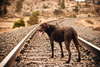Labrador Retriever auf der Eisenbahn.