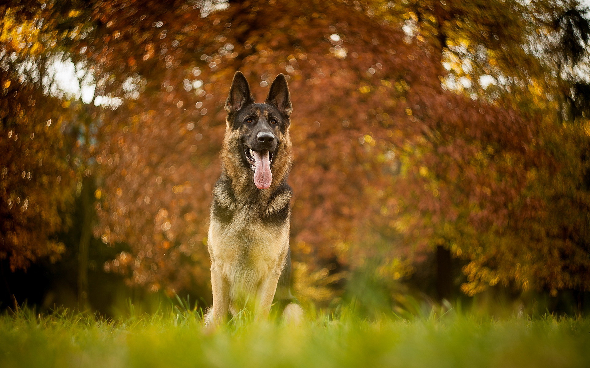 German Shepherd Dog Images